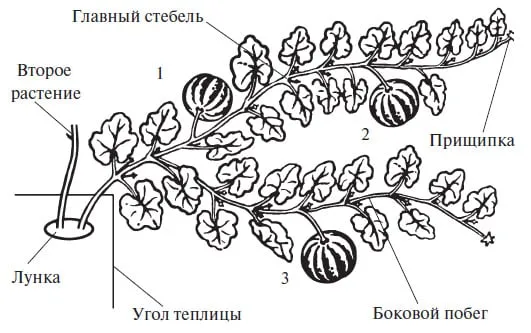 Как правильно прищипывать тыкву в открытом грунте, чтобы получить хороший урожай