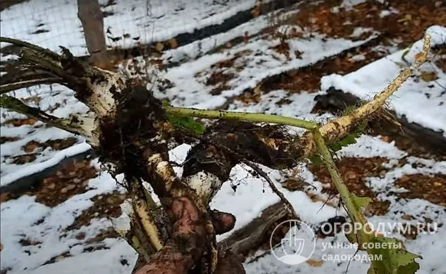 В регионах с мягким климатом выкопка отдельных растений возможна даже в зимний период