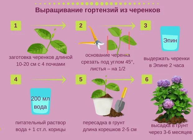 Полезные советы по черенкованию гортензий