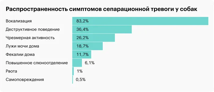 собака грустит в одиночестве