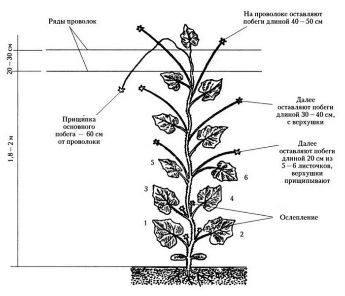 как удалять листья огурцов (схема)